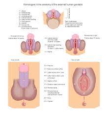 Genital tubercle - Wikipedia