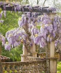 Image result for Wisteria