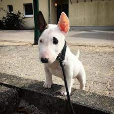35 Adorable Pictures Of Bull Terriers You Need To Stop And Look At Right This Second Page 9 The Paws Bull Terrier Puppy Bull Terrier Puppy Breeds