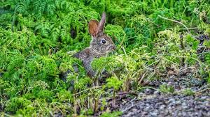How to keep rabbits from eating everything in your garden? How To Keep Rabbits Out Of Your Garden Find Fence