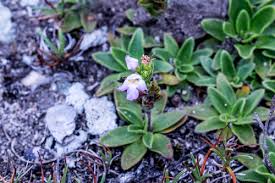 Image result for Craterostigma newtonii