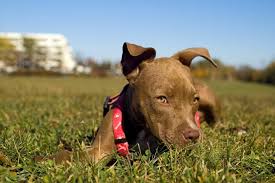 Should their ears be cropped? Red Nose Pitbull 101 What You Need To Know K9 Web