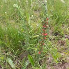 Image result for Indigofera hilaris