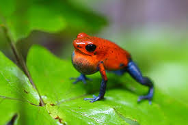 Poison Frog San Diego Zoo Animals Plants