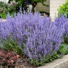 Image result for Perovskia atriplicifolia lacey blue photo