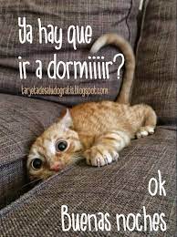 Tarjetas De Saludo Gratis Tarjeta Divertida De Buenas Noches Memes De Animales Divertidos Imagenes Divertidas De Animales Humor Divertido Sobre Animales