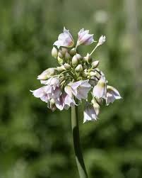 Image result for Nectaropetalum