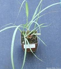 Image result for Cymbopogon nardus
