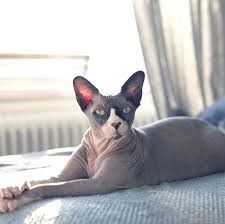 Check out our bambino cat selection for the very best in unique or custom, handmade pieces from did you scroll all this way to get facts about bambino cat? 7 Hairless Cat Breeds Sphynx Donskoy And More