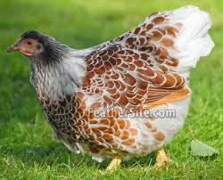 The many varieties of wyandotte were admitted as follows: Splash Blue Laced Wyandottes An Example Of An Animal That May Inspire The Color Pattern Of A Windstone Figuri Beautiful Chickens Fancy Chickens Chicken Breeds