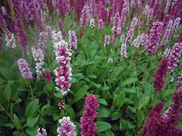 wintergroene groenblijvende bodembedekkers tuin bloementuin tuin met gras