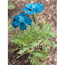Browse through our inventroy of marigold varieties! Buy Blue Marigold Dwarf French Blue Marigold Flower Seeds Online Get 50 Off