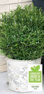 Gem Box Inkberry Holly Ilex Glabra Proven Winners Diy Container Gardening Container Garden Design Container Gardening