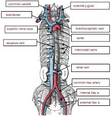 Blood vessels differ slightly in location from cat to cat. Cat Circulatory System Lab Guide Answer Key