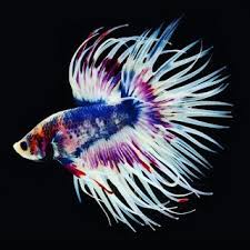  62 Ide Cupang Ikan Cupang Ikan Gambar