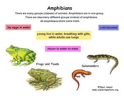 Classification Of Living Things Chart Class Amphibians Grade K 3 Exploring Nature Educational Amphibians Pet Care Animal Classification
