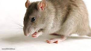 Penyakit berjangkit dan penyakit tidak berjangkit. Kenali 5 Penyakit Berbahaya Yang Berasal Dari Tikus Health Liputan6 Com