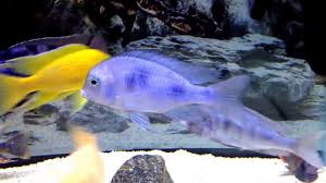 The blue dolphin cichlid is an exotic cichlid originating from africa from lake malawi. Cyrtocara Moorii Blue Dolphin Youtube