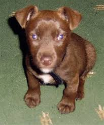 We recommend you rescue a patterdale terrier (fell terrier) (or any dog) before you buy a puppy from a breeder. Patterdale Terrier Dog Breed Pictures 3