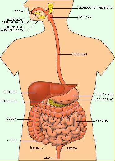 Resultado de imagen para aparato digestivo