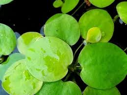 Jelaskan bagaimana cara tanaman teratai beradaptasi dengan air. 23 Jenis Tanaman Yang Hidup Di Air Raup Untung Pulluhan Juta