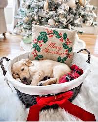 Here Are 10 Holiday Gift Ideas That Will Have Golden Retriever Lovers Wagging Their Tails In Celebration Christmas Puppy Christmas Dog Christmas Time