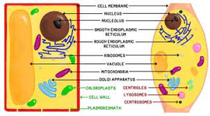 We did not find results for: Solved Which Of The Following Organelles Is Present In A Plant Cell But Self Study 365