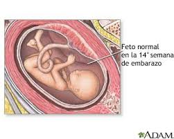 Semana 14 De Embarazo Etapas Del Embarazo Embarazo
