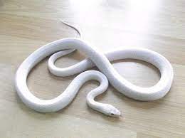 Blizzard Corn Snake I Ve Never Been One For Light Coloured Snakes I Generally Prefer Darker More Dramatically Coloured Ones Howe Corn Snake Pet Snake Snake