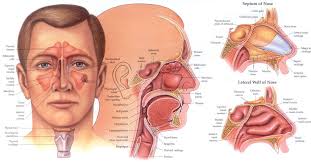 Image result for Sinus Surgery