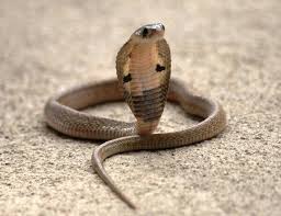 Pin By Marc Pillarelli On Snakes Dangerous Animals Baby Cobra Snake