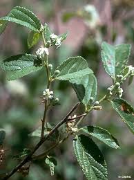 Image result for Grewia holtzii