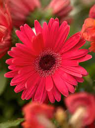 Native to south africa, the gerbera flower is in the aster family, alongside sunflowers (asteraceae)—however, the gerbera daisies we see today are a result of hybridization techniques. Gerbera Daisy Better Homes Gardens