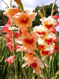 We did not find results for: Heat Loving Bulbs Types Of Flower Bulbs For Hot Climates