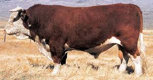 Black And White Cow Breeds Uk Horned Hereford Bull Hereford Cattle Cattle Farming Beef Cattle