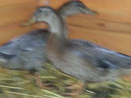 The blue swedish duck's unique plumage allows it to blend in and makes it. Blue Swedish Ducks Sex Backyard Chickens Learn How To Raise Chickens