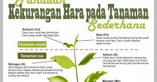 Jadi daun gedi ini tidak hanya dimanfaatkan untuk membuat masakan saja, akan tetapi juga dimanfaatkan sebagai obat herbal. Mz Fertigasi Enterprise Sintom Kekurangan Unsur Mineral