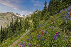 Humboldt national forest and toiyabe national forest can be reached by driving east from lake tahoe on california highway 50. Humboldt Toiyabe National Forest Districts