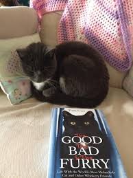 A Cat Who Has An Unaccountable Phobia Of The Colour Blue Which Is Making It Reluctant To Read My Third Cat Book Despite Having Enjoyed The First And Second Pa