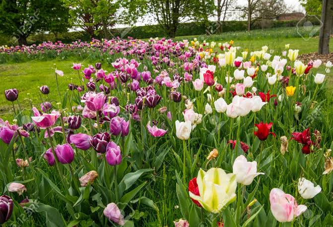 Mga resulta ng larawan para sa Spring colorful flowers slovenia"