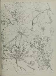 Image result for Eureiandra leucantha