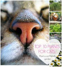 Top 10 Plants For Cats Plant A Cat Friendly Garden For Your Moggie Cat Facts Cat Plants Cat Anatomy