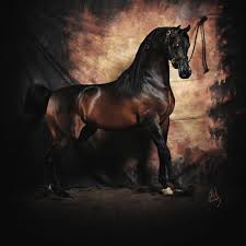 الكويت للخيل مربط فرسان الصحراء ضحك السعودية قصيد خيل فرس شعر خواطر فيديو وناسه تصاميم ابداع جديد مهر م Horses Instagram Posts Arabians