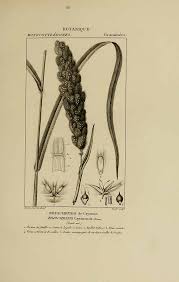 Image result for Eriochrysis