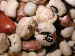 Control of nut weevils in backyard oak and hickory trees is not practical. Stored Product Pests In The Home Uga Cooperative Extension