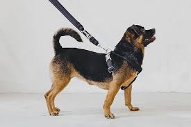 Harnais Pour Chien Solide Rocket Pepito Co Hariet Rosie Harnais Chien Chien Harnais