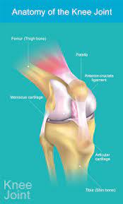 The two ligaments are also called cruciform ligaments, . Acl Injuries And Tears