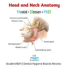 Image result for Submandibular Exam