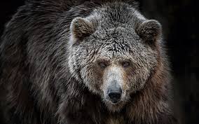 Amazing free hd bear wallpapers collection. Grizzly 1080p 2k 4k 5k Hd Wallpapers Free Download Wallpaper Flare