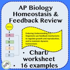 ap biology homeostasis and feedback review